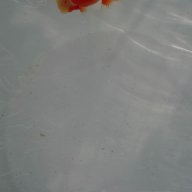 魚名サウザーの画像