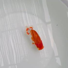 裾、すそ、スソ・・・の画像