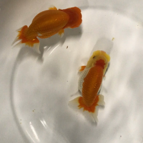 あと1週間〜の画像