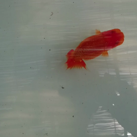 種の見方の画像