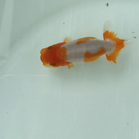 会魚ベースの画像