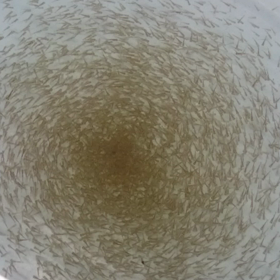 ブラックホールの画像