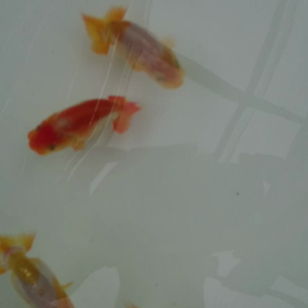 更紗年の画像