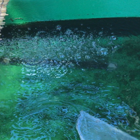 金魚すくい動画続き…の画像