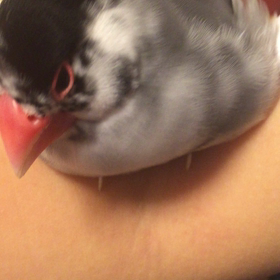 寝落ち文鳥の画像