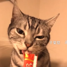 CIAOちゅ〜るのCMの画像
