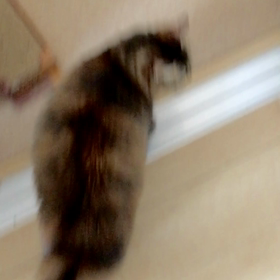 猫ちゃんを！撫でないなんて！の画像