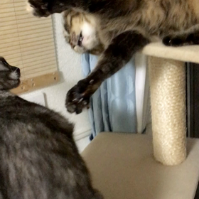 にゃんこバトル２の画像