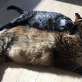 朝のぺろぺろタイムの画像