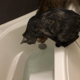 押すなよ絶対に押すなよの画像