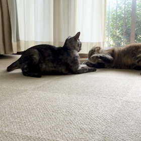 もふもふのけだまとけだまの争いの画像