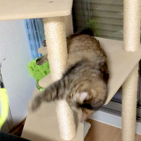 猫がキャットタワーで遊んでいるだけの画像
