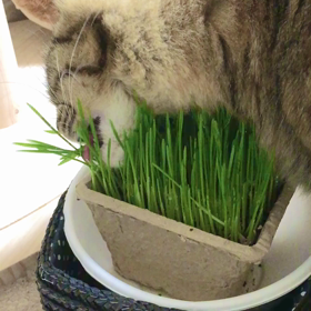 【ASMR】猫草しゃくしゃくの画像