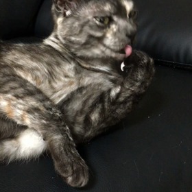 てちてちの画像