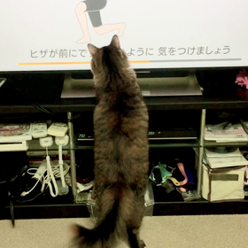猫とリングフィットアドベンチャーの画像