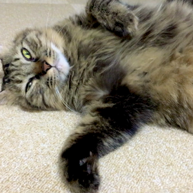 crazyな寝相の画像