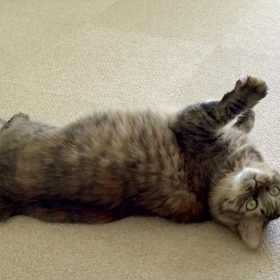 エルの怠惰な遊びの画像