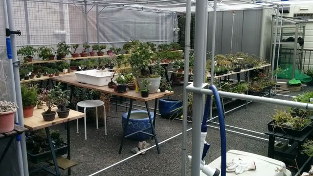 盆栽のお店の記事動画