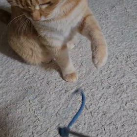 猫パンチ！の画像
