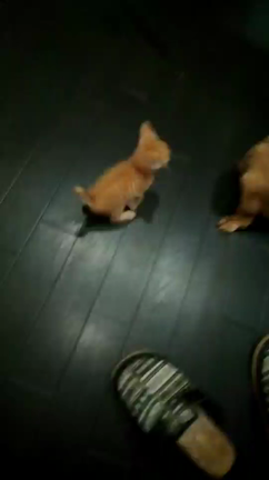 ダックス犬とチャトラ猫のの記事動画