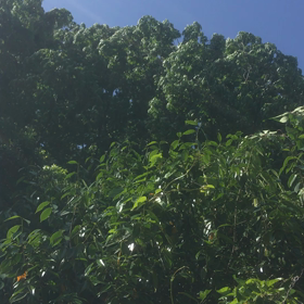 初夏の風の画像