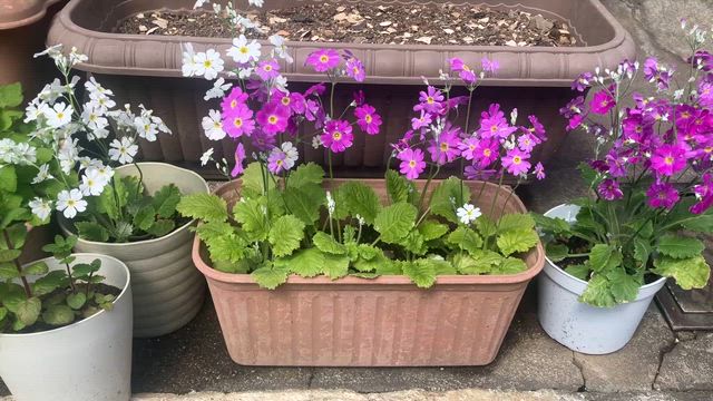 春のお花♡の記事動画