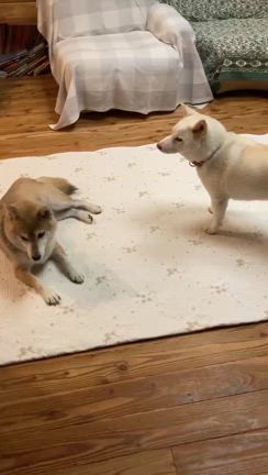 前倒しで入院しましたの記事動画