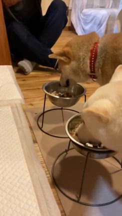 ゆっくり寝ちゃった!の記事動画