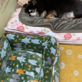 やっぱり(ｰｰ;)の画像