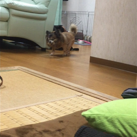 うちのわんこ（ルッちゃん）のそれでいいの❓(´⊙ω⊙`)の画像