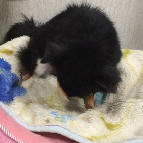 うちのわんこ（ひなちゃん）のお手入れ(^○^)の画像