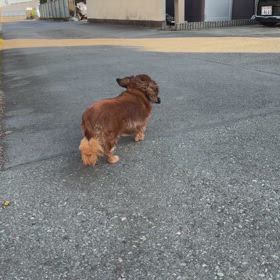 今日のまなたん 574の画像