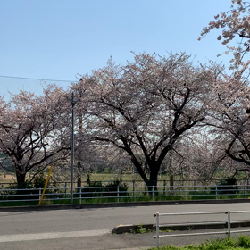 桜なうの画像