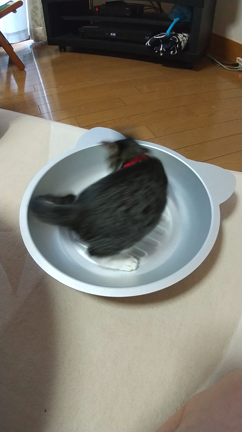 旦那と子ネコがいる幸せの記事動画