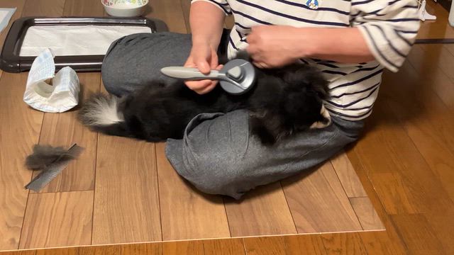 ニニルカ預かり日記③の記事動画