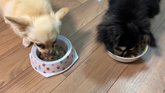 ニニルカ預かり日記②の記事動画