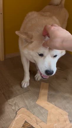 Ennのりくりゅうペアの記事動画