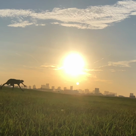 空飛びたい！　Show-maの画像
