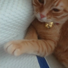 朝から癒しボーイの画像