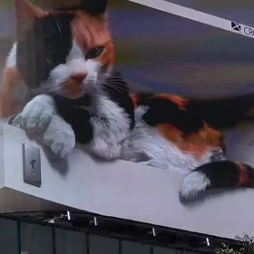 巨大ネコの画像