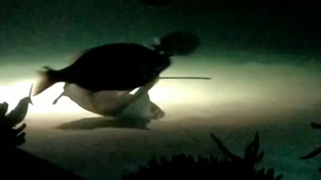 夜の水族館の記事動画