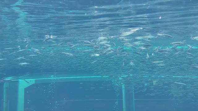 【コラム371】お誕生日旅行の記事動画
