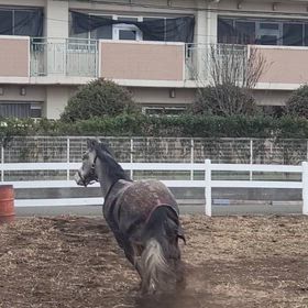 虹ちゃん　遊びでの運動の画像