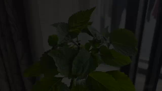 株主優待でネットショッピングの記事動画