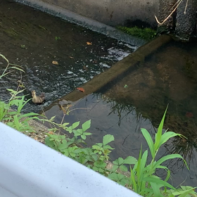 カルガモ親子の結末の画像