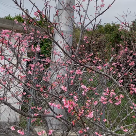 ちょっと春めいてるの画像
