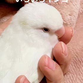 2025/12/02の画像