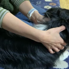ハリ治療はすごいと思うの画像