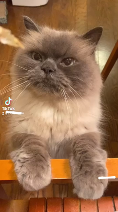 猫の日の記事動画