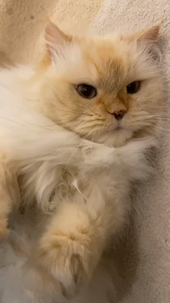 猫砂チャレンジの記事動画